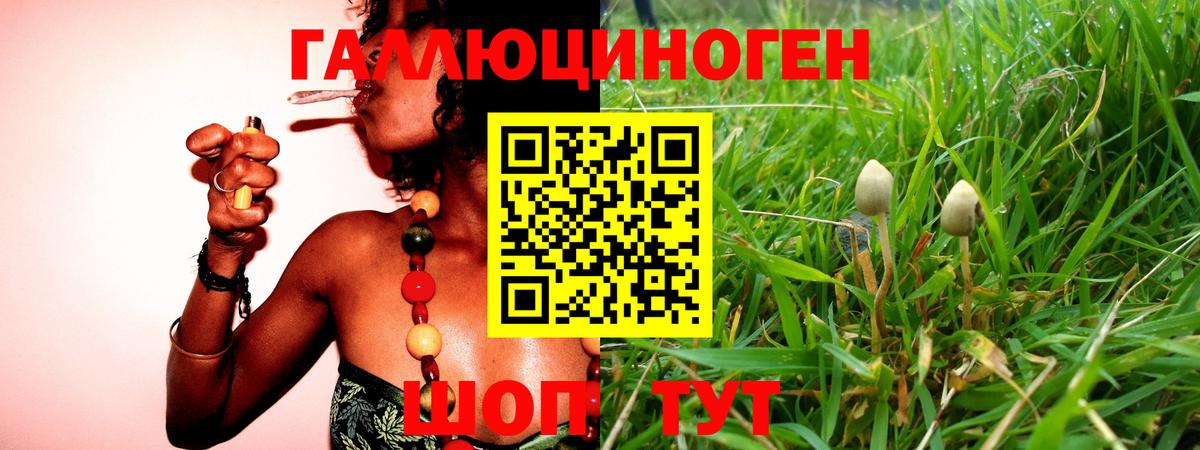 Галлюциногенные грибы ЛСД  Калининград  Галлюциногенные грибы GOLDEN TEACHER 